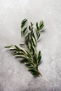 Bouquet Of Fresh Olive Tree Branches On An Old Vintage Gray Concrete Background.