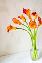 Bouquet of fresh orange Calla lilly flowers in glass vase on a white table. Royalty Free Stock Photo