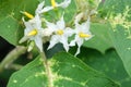 Bouquet fresh Pea eggplant white flower and small insect on green leaves