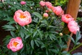 Bouquet of fresh peonies. Beautiful colorful blooming peonies Paeonia