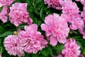 Bouquet of fresh pink peonies