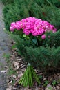 A bouquet of fresh pink roses as a gift to a girl on her birthday, women`s day, mother`s day. Floristics