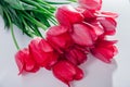 Bouquet of fresh pink tulips on white background. Flowers for Valentines day as present Royalty Free Stock Photo
