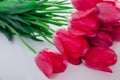 Bouquet of fresh pink tulips on white background. Flowers for Valentines day as present Royalty Free Stock Photo