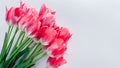 Bouquet of fresh pink tulips on white background. Flowers for Valentines day as present. Space. Banner Royalty Free Stock Photo