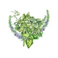 Bouquet of fresh Provencal herbs: basil, rosemary, marjoram, cumin. Watercolor illustration of botanical plants. A bunch of basil Royalty Free Stock Photo