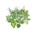 Bouquet of fresh Provencal herbs basil, rosemary, marjoram, cumin. Watercolor illustration of botanical plants. A bunch of basil. Royalty Free Stock Photo