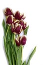 Bouquet of fresh purple tulips isolated on  white background. Beautiful cut flowers. Selective focus. Cope space Royalty Free Stock Photo