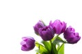 Bouquet of fresh purple tulips. Purple tulips on the white background Royalty Free Stock Photo