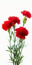 Bouquet of fresh red carnations with green stems against white background Royalty Free Stock Photo