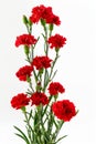 Bouquet of fresh red carnations with green stems against white background Royalty Free Stock Photo