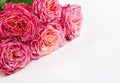 Bouquet of fresh roses, flower bright background. Closeup.Pink roses on a white background Royalty Free Stock Photo