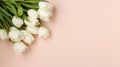 Bouquet of fresh spring white tulips lies on a light pastel background, Copy space Royalty Free Stock Photo