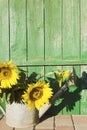 Sunflowers in the watering can against old rustic wooden background.Empty space for text, design Royalty Free Stock Photo