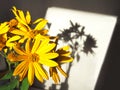 Bouquet of fresh sunroot flowers