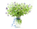 Bouquet of fresh torenia flowers Royalty Free Stock Photo