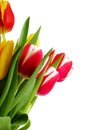 Bouquet of the fresh tulips