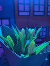 tulips in a vase in neon lights