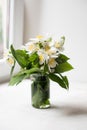 Bouquet of fresh white summer jasmine flowers Royalty Free Stock Photo