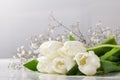 Bouquet of fresh white tulips covered with dew drops on white background. Tulip petals covered with water drops