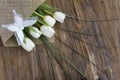 Bouquet of fresh white tulips