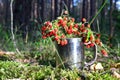 Bouquet of fresh wild strawberries on a background of green leaves and trees in the forest. Sweet and healthy red wild berry Royalty Free Stock Photo