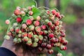 A bouquet of fresh wild strawberries in hand