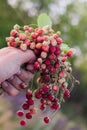 A bouquet of fresh wild strawberries in hand