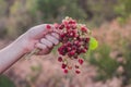 A bouquet of fresh wild strawberries in hand Royalty Free Stock Photo