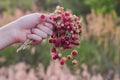 A bouquet of fresh wild strawberries in hand Royalty Free Stock Photo