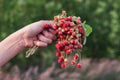 A bouquet of fresh wild strawberries in hand