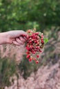 A bouquet of fresh wild strawberries in hand