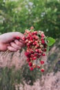 A bouquet of fresh wild strawberries in hand Royalty Free Stock Photo