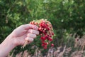 A bouquet of fresh wild strawberries in hand Royalty Free Stock Photo