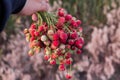 A bouquet of fresh wild strawberries in hand Royalty Free Stock Photo