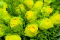 Bouquet of fresh yellow roses, flower bright background. Closeup. Roses in flower shop Royalty Free Stock Photo