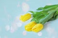 Bouquet of fresh yellow tulips on horizontal blue bokeh background with short depth of field. Royalty Free Stock Photo