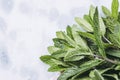 Bouquet of freshly picked mint from the aromatic garden Royalty Free Stock Photo