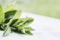 Bouquet of freshly picked mint from the aromatic garden Royalty Free Stock Photo