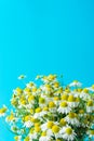 Bouquet of freshly picked wild German camomile flowers on light mint blue background. Healthy herbs beverage beauty holistic Royalty Free Stock Photo