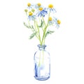 Bouquet of garden chamomile flowers in a glass vase or bottle, chamomile daisy, camomile plant, isolated, hand drawn