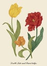 Bouquet of garden tulips