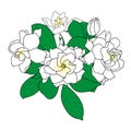 Bouquet of Gardenia jasminoides, cape jasmine, danh-danh.