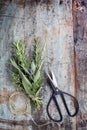 Bouquet Garni Herbs with String and Scissors on Grunge Timber Ba Royalty Free Stock Photo