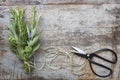 Bouquet Garni Herbs with String and Scissors on Grunge Timber Ba Royalty Free Stock Photo