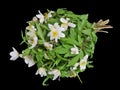 Bouquet from gentle first forest springs white snowdrops flowers lie on table isolated