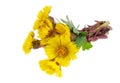 Bouquet from gentle first forest springs yellow daisies flowers isolated macro