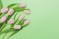 Bouquet of gentle pink tulips on light green background Royalty Free Stock Photo