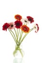 Bouquet Gerber flowers in vase Royalty Free Stock Photo