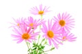 Bouquet of gerbera daisies